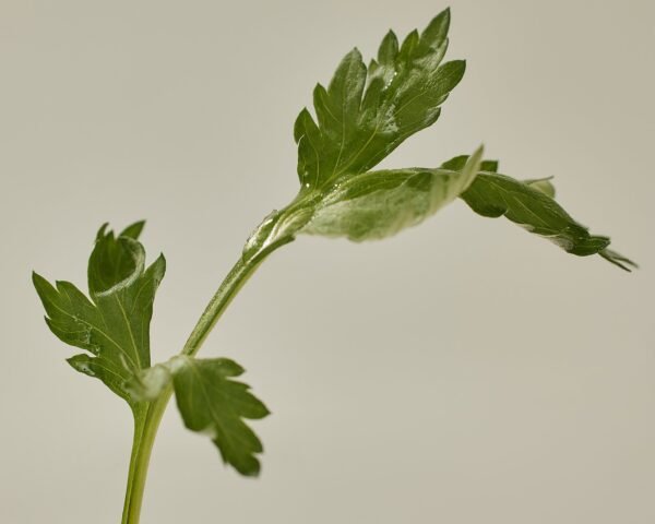 Matte Sun Stick: Mugwort+Camélia SPF 50+ PA++++ – Image 4